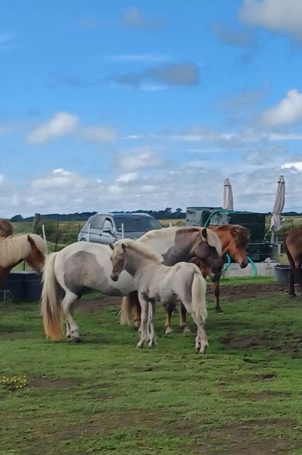 Hengstfohlen von Mökkur frá Flagbjarnarholti, Marion Rethwisch, Horses For Sale, Nieblum, Image 6