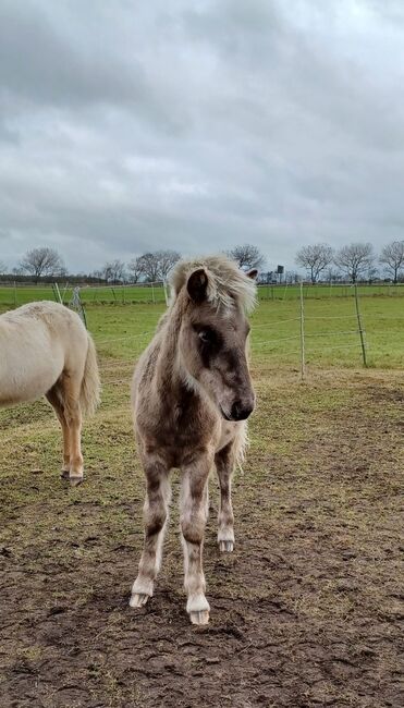 Hengstfohlen von Mökkur frá Flagbjarnarholti, Marion Rethwisch, Horses For Sale, Nieblum