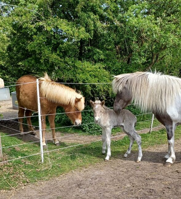 Hengstfohlen von Mökkur frá Flagbjarnarholti, Marion Rethwisch, Horses For Sale, Nieblum, Image 5