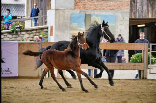 Hengstfohlen, Katja Nocnik, Horses For Sale, Wernberg, Image 3