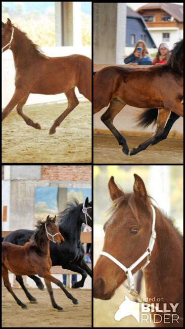 Hengstfohlen, Katja Nocnik, Horses For Sale, Wernberg, Image 6