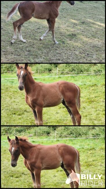 Hengstfohlen, Bibi, Horses For Sale, Goslar , Image 4