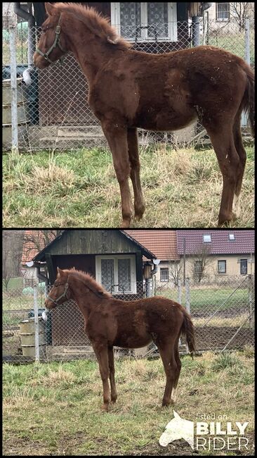 Hengstfohlen, Alexandra , Horses For Sale, Jena, Image 3