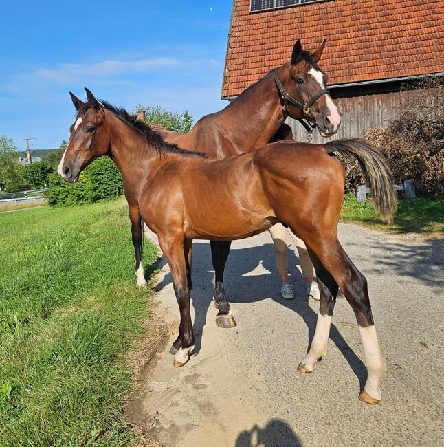 Hengstfohlen, Lilge Lothar , Horses For Sale, Kammeltal / ettenbeuren , Image 3