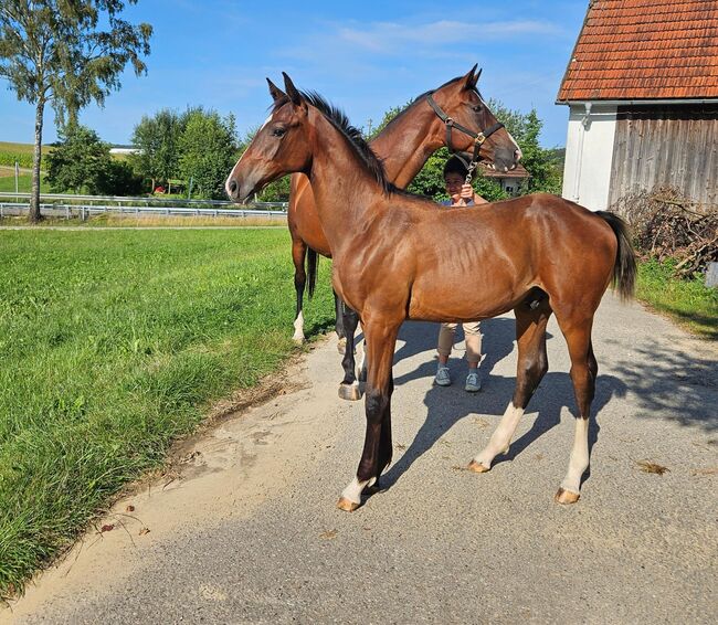 Hengstfohlen, Lilge Lothar , Horses For Sale, Kammeltal / ettenbeuren , Image 5