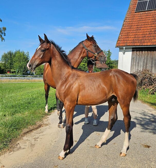 Hengstfohlen, Lilge Lothar , Horses For Sale, Kammeltal / ettenbeuren , Image 4