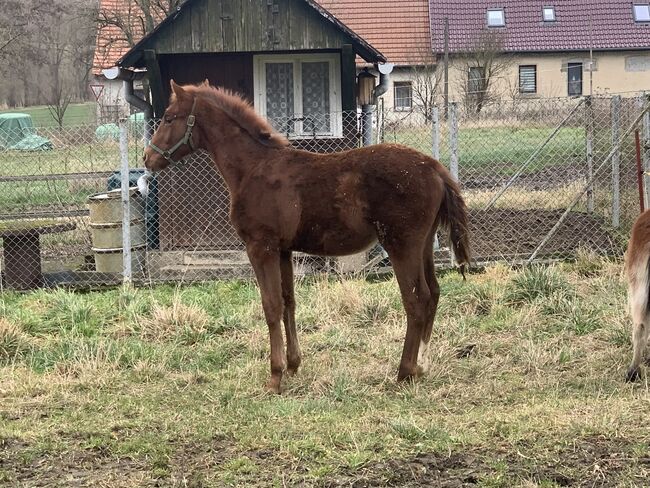 Hengstfohlen, Alexandra , Konie na sprzedaż, Jena, Image 2