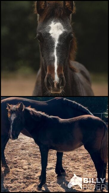 Hengstfohlen mit Charme & Zukunftspotenzial, Celine , Horses For Sale, Algaida , Image 3