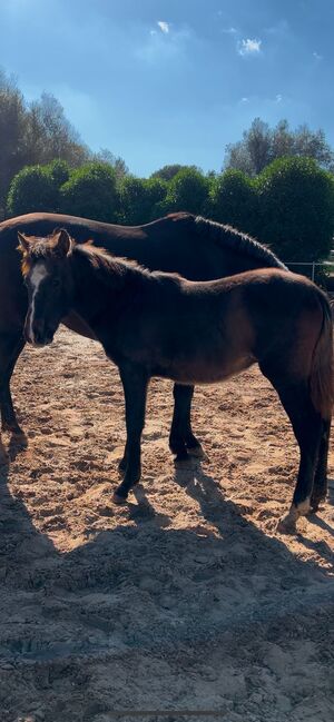 Hengstfohlen mit Charme & Zukunftspotenzial, Celine , Horses For Sale, Algaida , Image 2