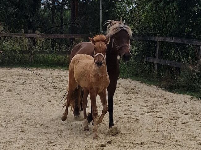 Hengstfohlen, prämiert, Fuchsfalbe, Ulrike Matzinger , Horses For Sale, Ruppichteroth , Image 2