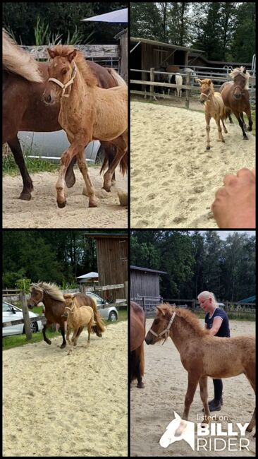 Hengstfohlen, prämiert, Fuchsfalbe, Ulrike Matzinger , Horses For Sale, Ruppichteroth , Image 10