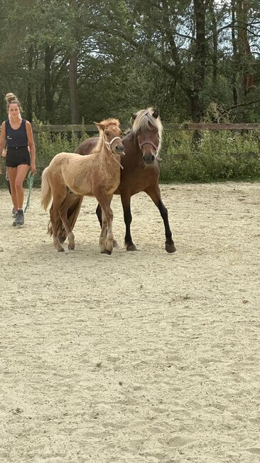 Hengstfohlen, prämiert, Fuchsfalbe, Ulrike Matzinger , Horses For Sale, Ruppichteroth , Image 5