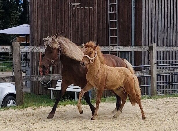 Hengstfohlen, prämiert, Fuchsfalbe, Ulrike Matzinger , Horses For Sale, Ruppichteroth , Image 9