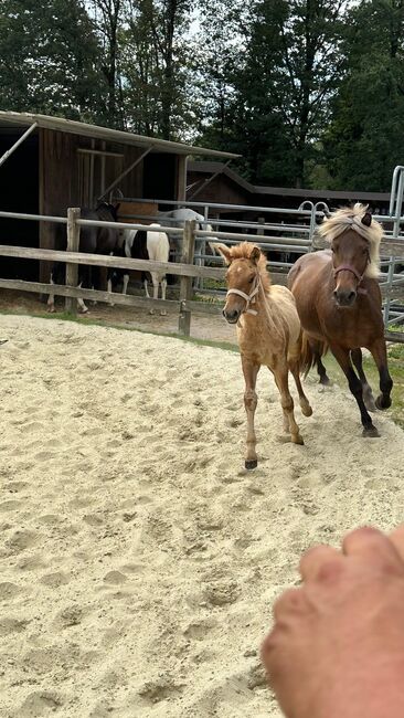 Hengstfohlen, prämiert, Fuchsfalbe, Ulrike Matzinger , Horses For Sale, Ruppichteroth , Image 7