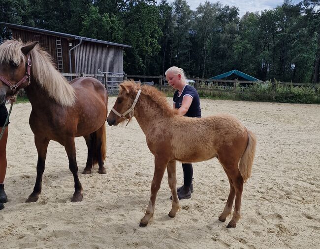 Hengstfohlen, prämiert, Fuchsfalbe, Ulrike Matzinger , Horses For Sale, Ruppichteroth , Image 3