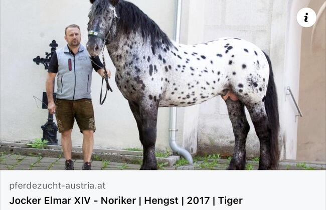 Hengstfohlen Schabracktiger, Katharina, Horses For Sale, Diex, Image 5