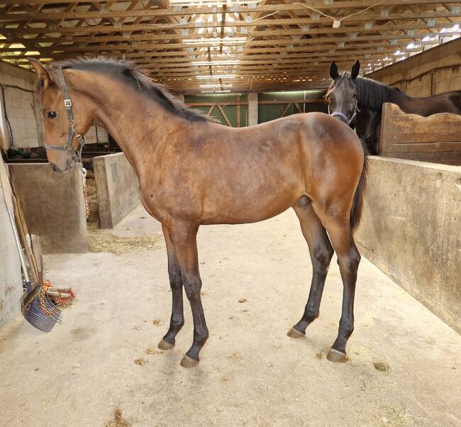 Hengstfohlen aus einer Malachit xx x Radiator Stute und Vater Casalido, Manuela Menzel , Horses For Sale, Magdeburg