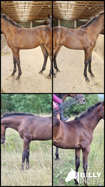 Hengstfohlen aus einer Malachit xx x Radiator Stute und Vater Casalido, Manuela Menzel , Horses For Sale, Magdeburg, Image 5