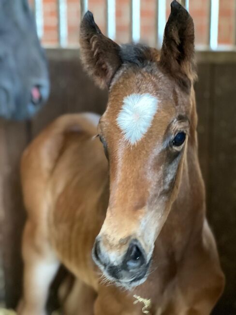 Hengstfohlen von Benicio x Dancier, Elli, Horses For Sale, Mittenwald , Image 2