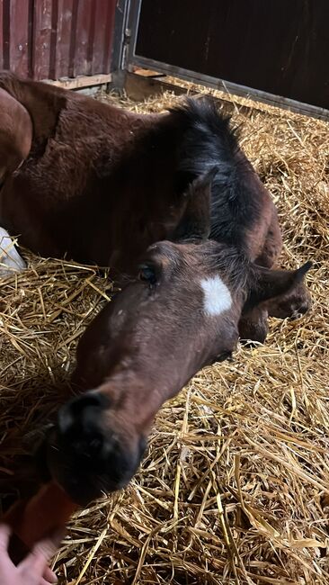 Hengstfohlen von Benicio x Dancier, Elli, Horses For Sale, Mittenwald , Image 4