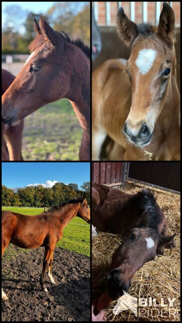 Hengstfohlen von Benicio x Dancier, Elli, Horses For Sale, Mittenwald , Image 11