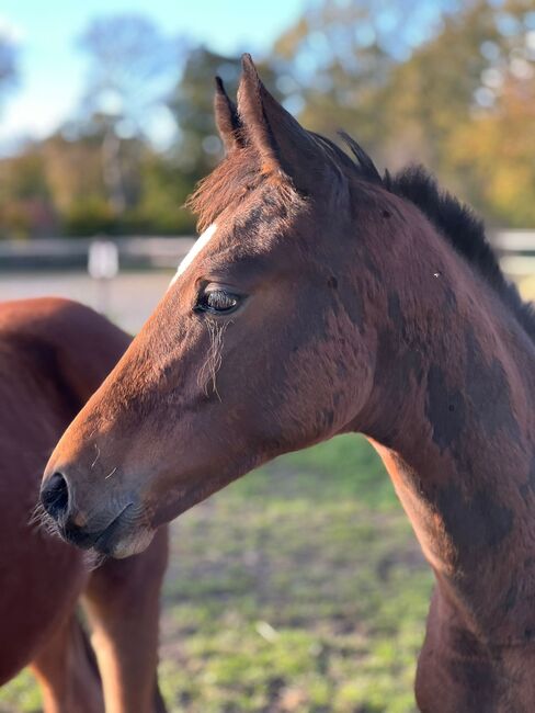 Hengstfohlen von Benicio x Dancier, Elli, Horses For Sale, Mittenwald 