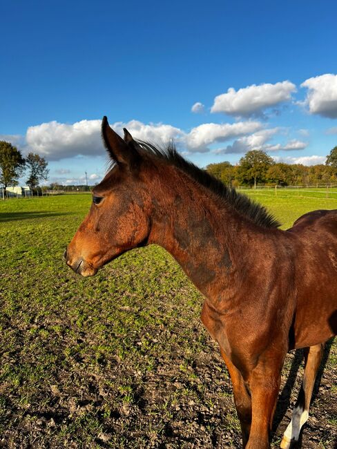 Hengstfohlen von Benicio x Dancier, Elli, Horses For Sale, Mittenwald , Image 7