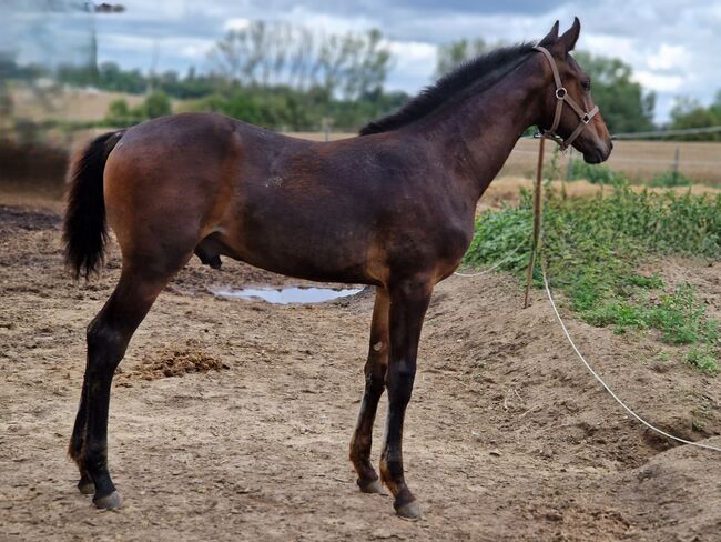 Hengstfohlen von Comme Prevu, Manuela Menzel , Horses For Sale, Magdeburg, Image 5