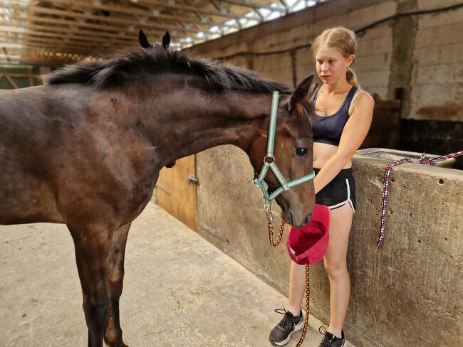 Hengstfohlen von Comme Prevu, Manuela Menzel , Horses For Sale, Magdeburg, Image 4