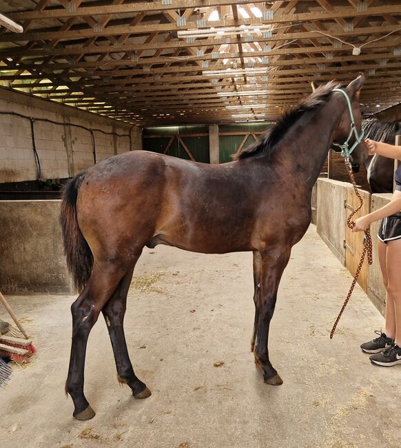 Hengstfohlen von Comme Prevu, Manuela Menzel , Horses For Sale, Magdeburg, Image 6