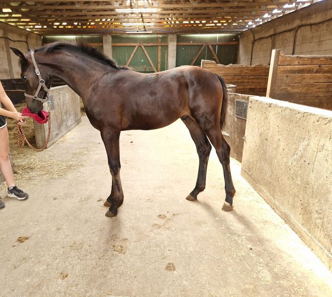 Hengstfohlen von Comme Prevu, Manuela Menzel , Horses For Sale, Magdeburg, Image 7