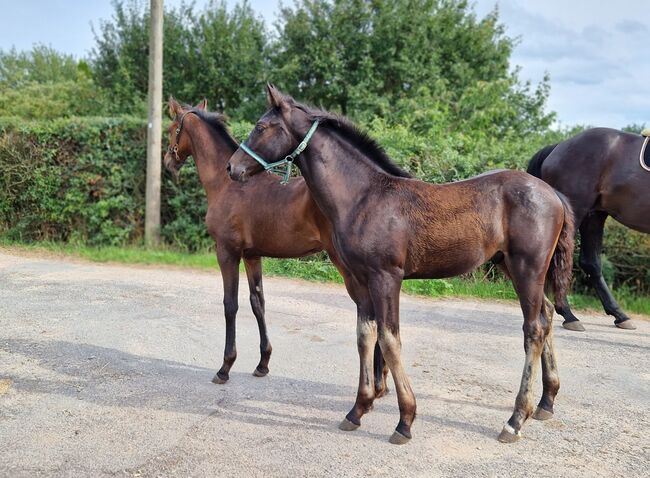 Hengstfohlen von Comme Prevu, Manuela Menzel , Horses For Sale, Magdeburg, Image 3