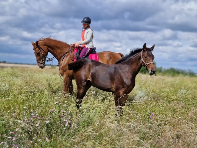 Hengstfohlen von Comme Prevu, Manuela Menzel , Horses For Sale, Magdeburg, Image 2