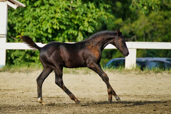 Hengstfohlen von Dimaggio Black, E.C., Horses For Sale, Reichenfels