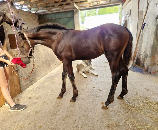 Hengstfohlen von For Dance, Manuela Menzel , Horses For Sale, Magdeburg, Image 3