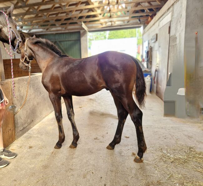 Hengstfohlen von For Dance, Manuela Menzel , Horses For Sale, Magdeburg, Image 4