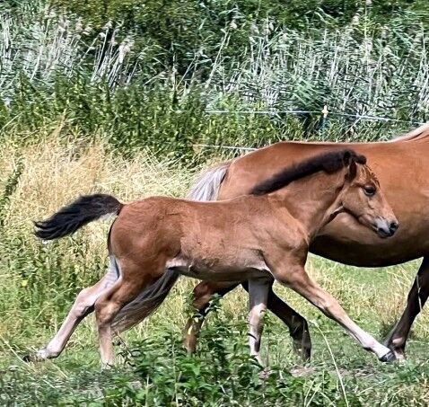Hengstfohlen mit Go, braun und easy, ElfenPferde, Horses For Sale, Seesen