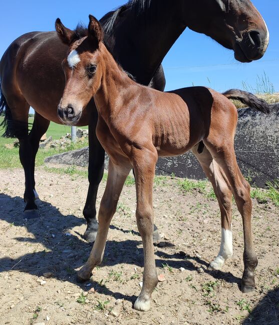 Hengstfohlen Zoom x Finest aus Prämienstute, Daniela, Horses For Sale, Oebisfelde