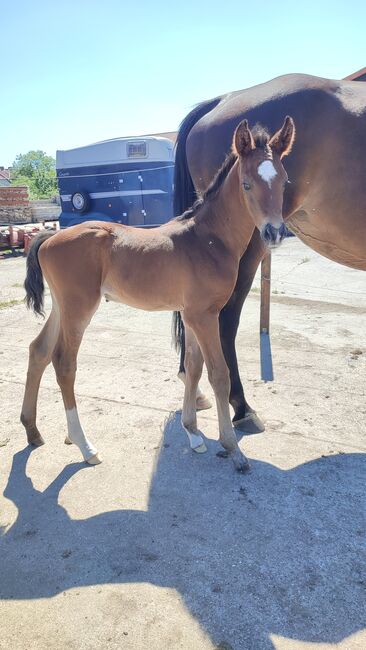 Hengstfohlen Zoom x Finest aus Prämienstute, Daniela, Horses For Sale, Oebisfelde, Image 3