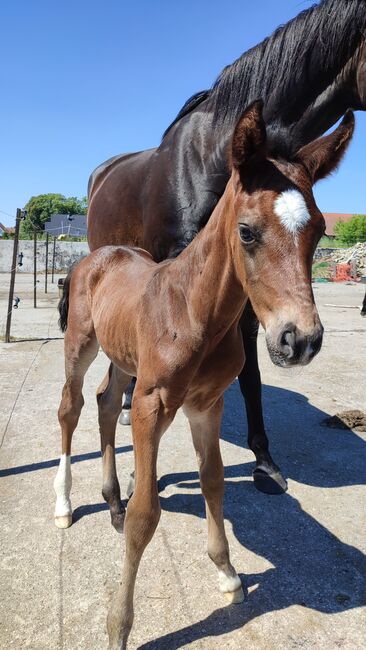 Hengstfohlen Zoom x Finest aus Prämienstute, Daniela, Horses For Sale, Oebisfelde, Image 2