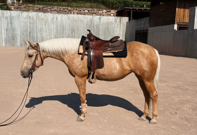 kompakte 4j Qh Stute mit Top Pedigree, angeritten - Zucht + Freizeit, Amelie Liegl, Horses For Sale, Eppan