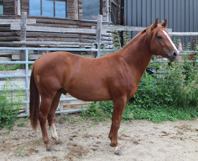 Kompakter Dox Cash N Hand Enkel, Kerstin Rehbehn (Pferdemarketing Ost), Horses For Sale, Nienburg