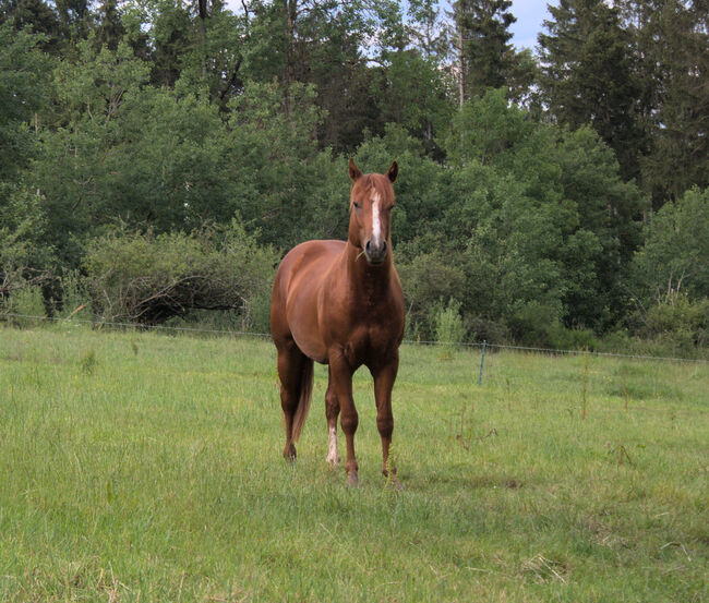 Kompakter Dox Cash N Hand Enkel, Kerstin Rehbehn (Pferdemarketing Ost), Horses For Sale, Nienburg, Image 6