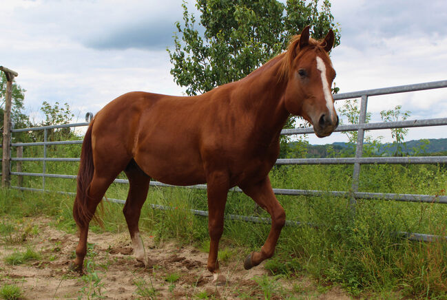 Kompakter Dox Cash N Hand Enkel, Kerstin Rehbehn (Pferdemarketing Ost), Horses For Sale, Nienburg, Image 7