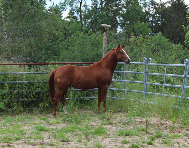 Kompakter Dox Cash N Hand Enkel, Kerstin Rehbehn (Pferdemarketing Ost), Horses For Sale, Nienburg, Image 4