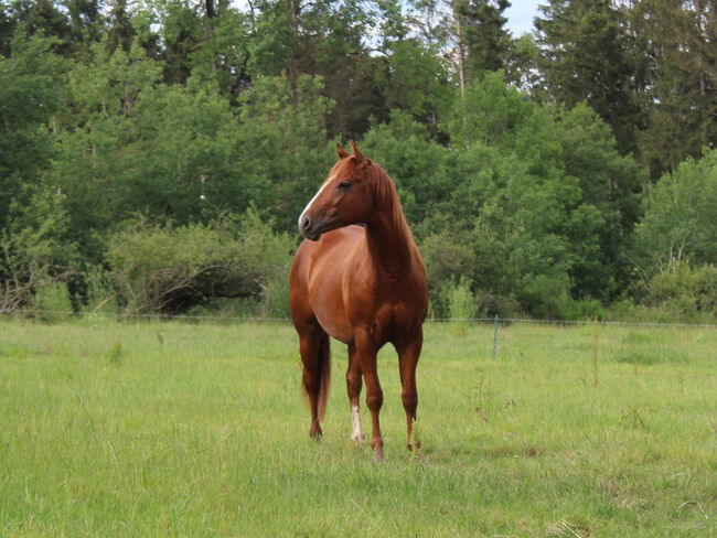 Kompakter Dox Cash N Hand Enkel, Kerstin Rehbehn (Pferdemarketing Ost), Horses For Sale, Nienburg, Image 5