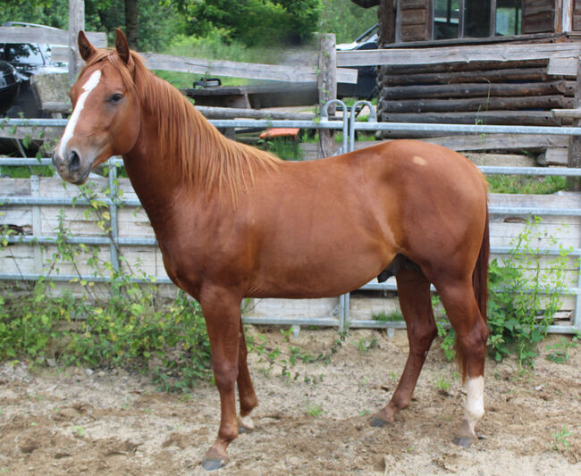 Kompakter Dox Cash N Hand Enkel, Kerstin Rehbehn (Pferdemarketing Ost), Horses For Sale, Nienburg, Image 3