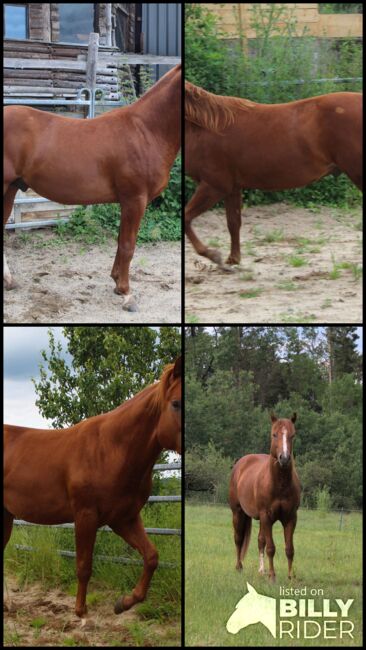 Kompakter Dox Cash N Hand Enkel, Kerstin Rehbehn (Pferdemarketing Ost), Horses For Sale, Nienburg, Image 8