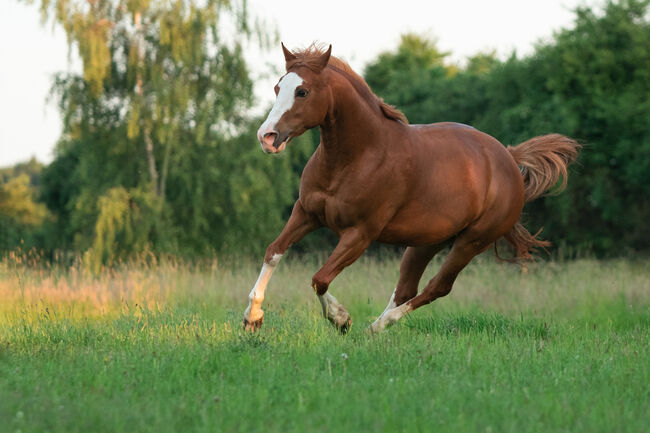 Kompakte, ausdrucksstarke Quarter Horse Mix Stute, Kerstin Rehbehn (Pferdemarketing Ost), Horses For Sale, Nienburg