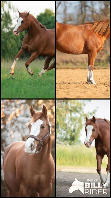 Kompakte, ausdrucksstarke Quarter Horse Mix Stute, Kerstin Rehbehn (Pferdemarketing Ost), Horses For Sale, Nienburg, Image 5